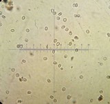 Myxomphalia maura image