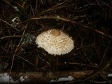 Leucoagaricus nympharum image