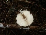 Leucoagaricus nympharum image