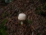 Leucoagaricus nympharum image