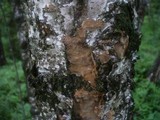 Fomitiporia punctata image