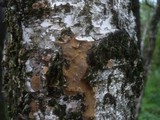 Fomitiporia punctata image