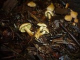 Pholiota spumosa image