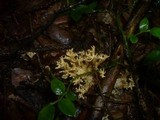 Ramaria flaccida image