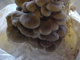 Pleurotus pulmonarius image