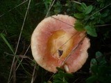 Russula paludosa image