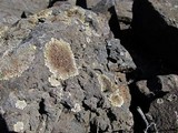 Lecanora muralis image