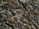 Lecanora muralis image
