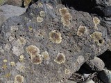 Lecanora muralis image