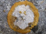 Caloplaca aurantia image