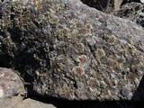 Lecanora muralis image