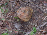 Rhizopogon ochraceorubens image