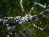 Parmeliopsis hyperopta image