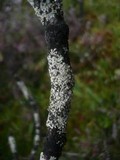 Parmeliopsis hyperopta image