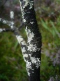 Parmeliopsis hyperopta image