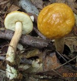 Boletus longicurvipes image