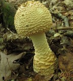 Amanita daucipes image