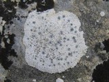 Diplotomma venustum image