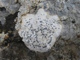 Diplotomma venustum image
