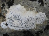Diplotomma venustum image