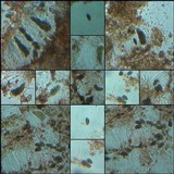 Diplotomma venustum image