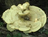 Bondarzewia berkeleyi image