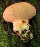 Fistulina hepatica image