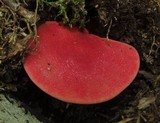 Fistulina hepatica image