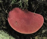 Fistulina hepatica image