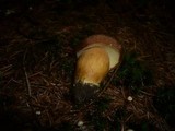 Boletus badius image