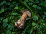 Boletus badius image