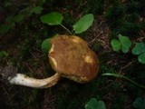 Boletus ferrugineus image