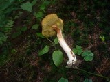 Boletus ferrugineus image