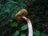 Boletus ferrugineus image