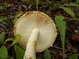 Amanita wellsii image