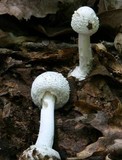 Amanita abrupta image