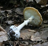 Amanita abrupta image