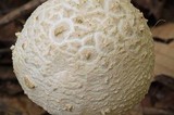 Amanita ravenelii image