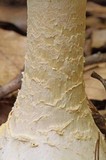 Amanita ravenelii image