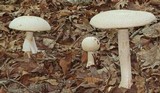 Amanita ravenelii image