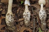 Amanita ravenelii image