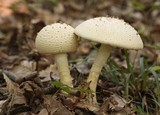 Amanita ravenelii image