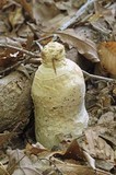 Amanita ravenelii image