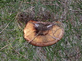 Paxillus involutus image