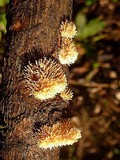Echinoporia aculeifera image