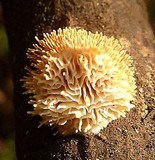 Echinoporia aculeifera image