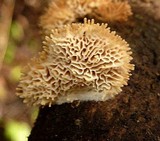 Echinoporia aculeifera image