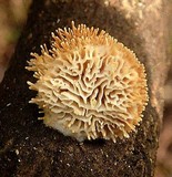 Echinoporia aculeifera image