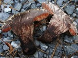 Tylopilus griseocarneus image