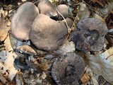 Tylopilus griseocarneus image